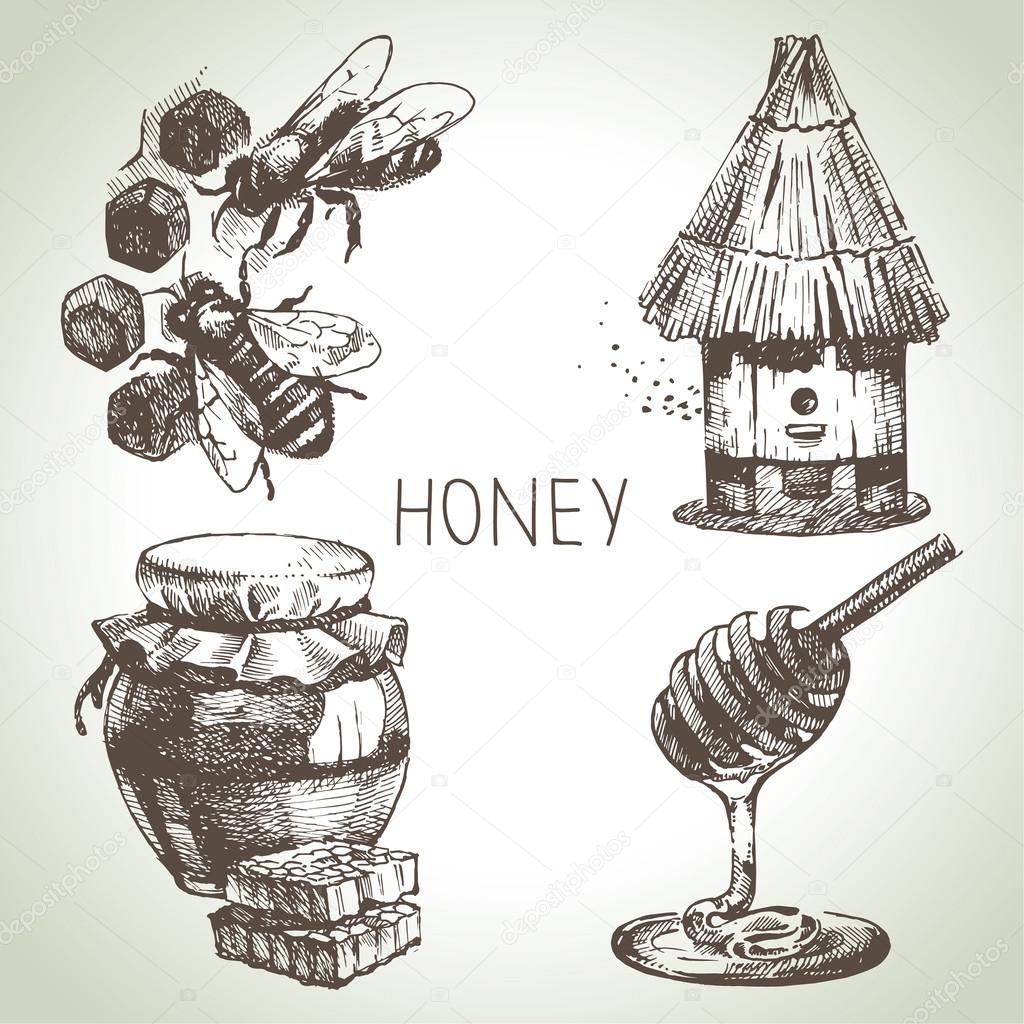 Honey set. Hand drawn vintage illustrations