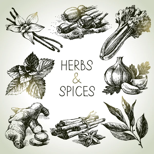 Herbes et épices de cuisine — Image vectorielle