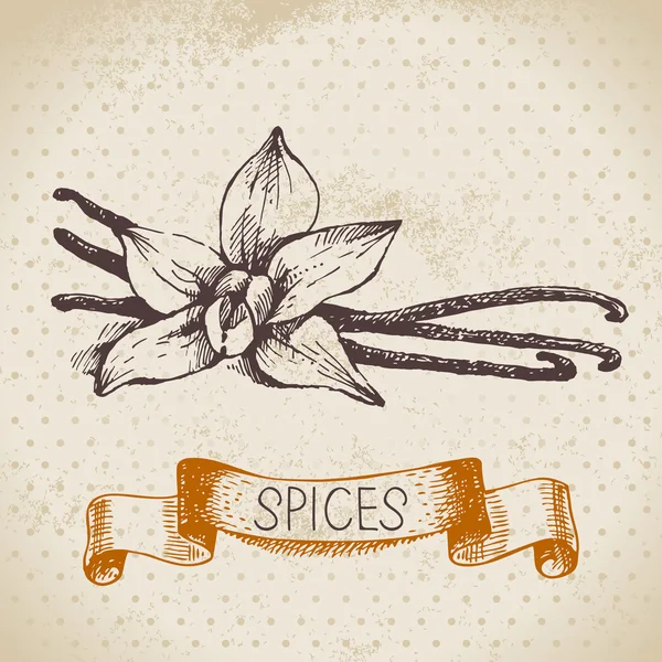 Kitchen herbs and spices — Stock Vector