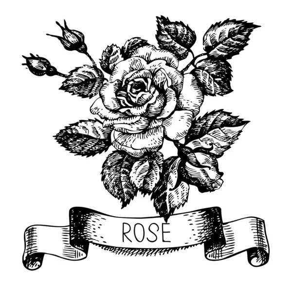 Bosquejo floral rosa bandera — Vector de stock