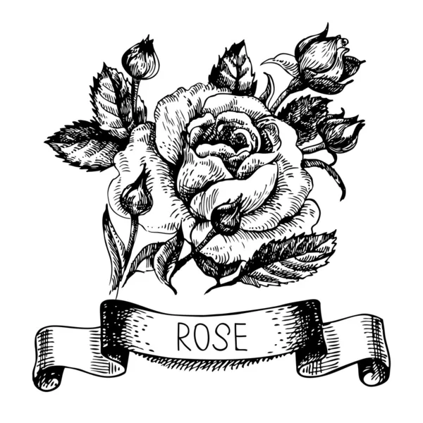 Skica květinové růže nápis — Stockový vektor
