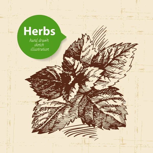 Herbes et épices de cuisine — Image vectorielle