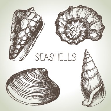 çizilmiş seashells el