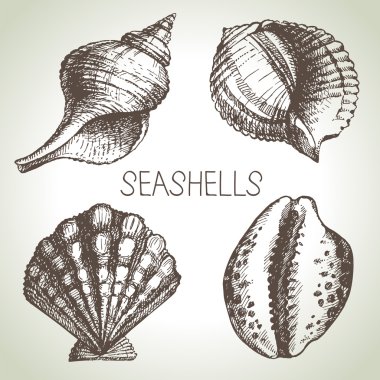 çizilmiş seashells el