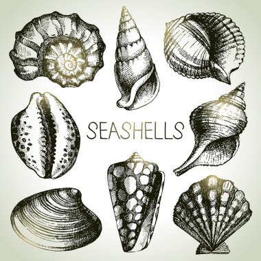 çizilmiş seashells el