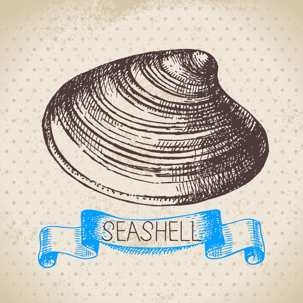 Seashell sketch.