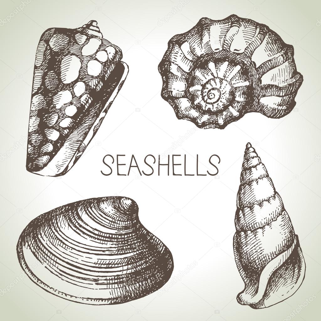 Hand drawn Seashells