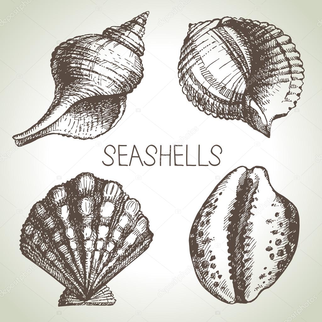 Hand drawn Seashells
