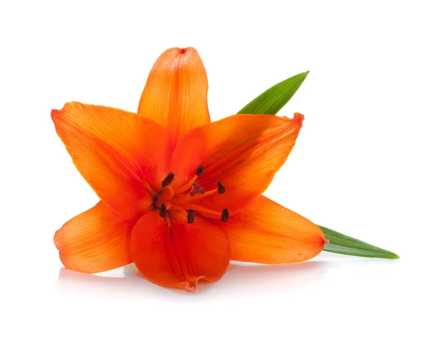 Orange lily — Stock Photo, Image