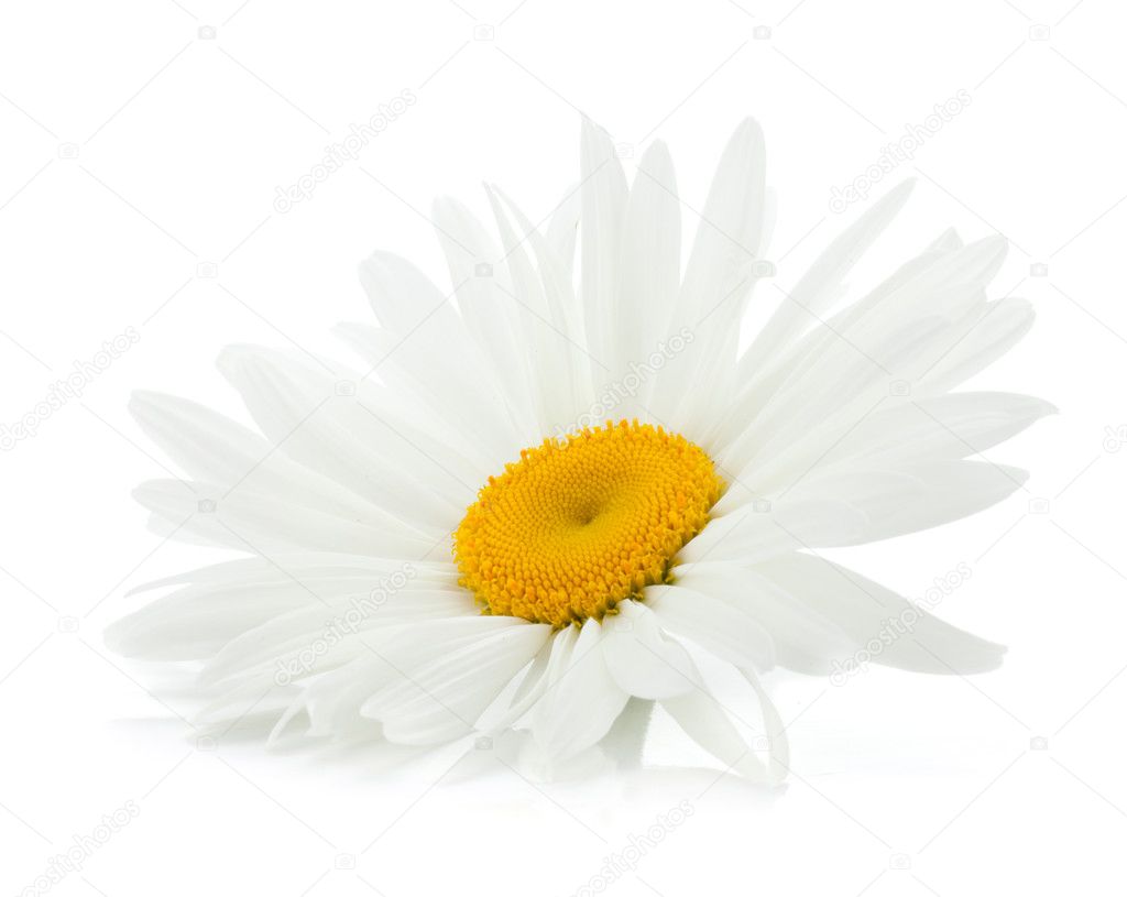 Chamomile flower