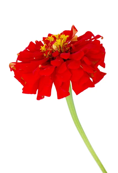 Flor roja — Foto de Stock