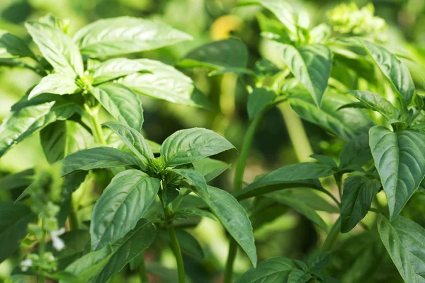 Fresh green basil — Stock Photo, Image