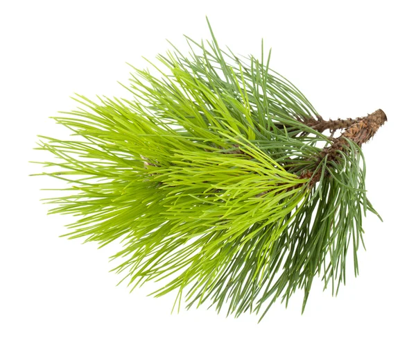 Κλάδος Fir Tree — Φωτογραφία Αρχείου