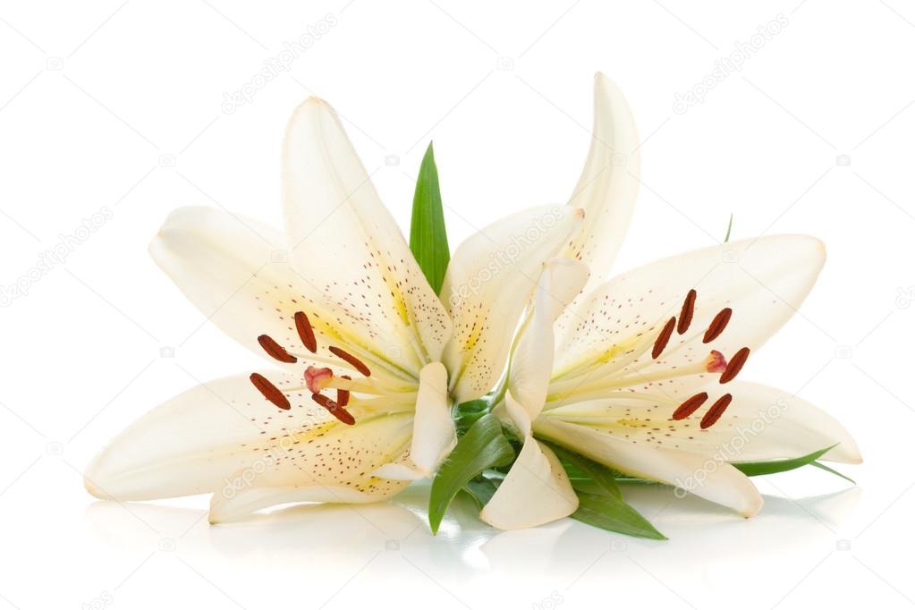 White Lily Flower Smell Clipart