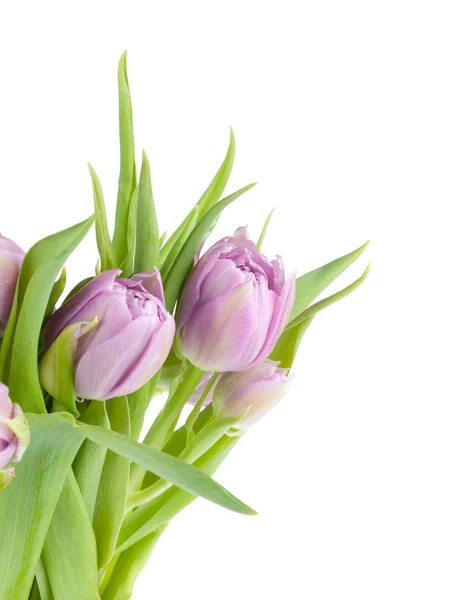 Ramo de tulipanes rosados — Foto de Stock