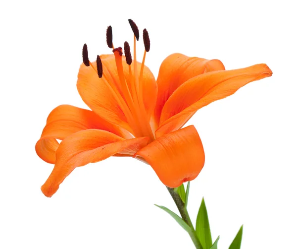 Orange lily — Stock Photo, Image