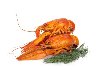 dereotu ile haşlanmış crayfishes