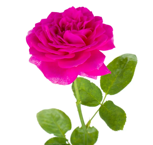 Rosa Rosenblüte — Stockfoto