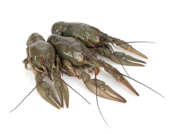 Τρεις crayfishes — Φωτογραφία Αρχείου