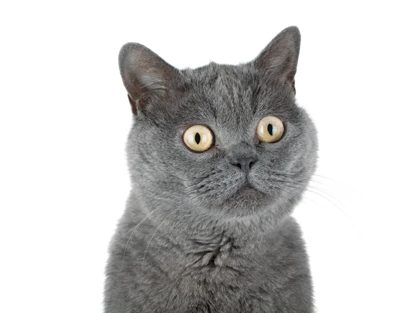 Retrato de close-up de um gato cinzento — Fotografia de Stock