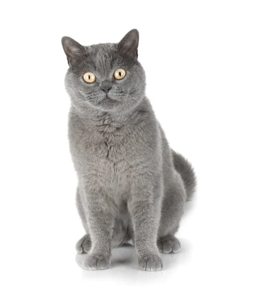 Sentado gato cinzento olhando para você — Fotografia de Stock