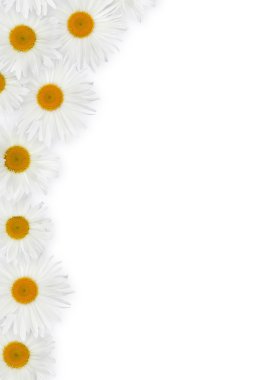 Papatya çiçek dekorasyonu