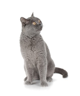 Gri kedi seyir oturan