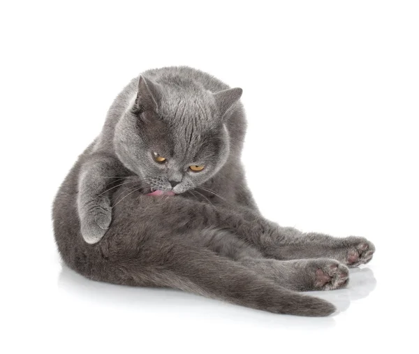 Grey cat cleaning fur — Stock Photo, Image