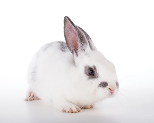 Small rabbit — Stock Photo, Image