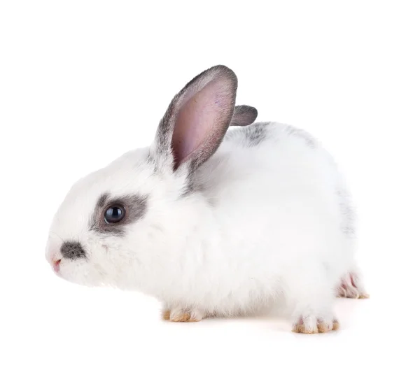 Small rabbit Stock Picture