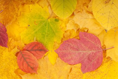 sonbahar yaprakları arka plan