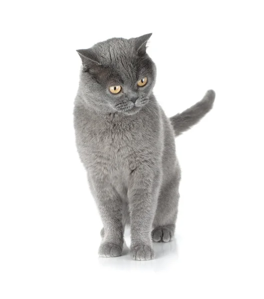 Bellissimo gatto grigio — Foto Stock