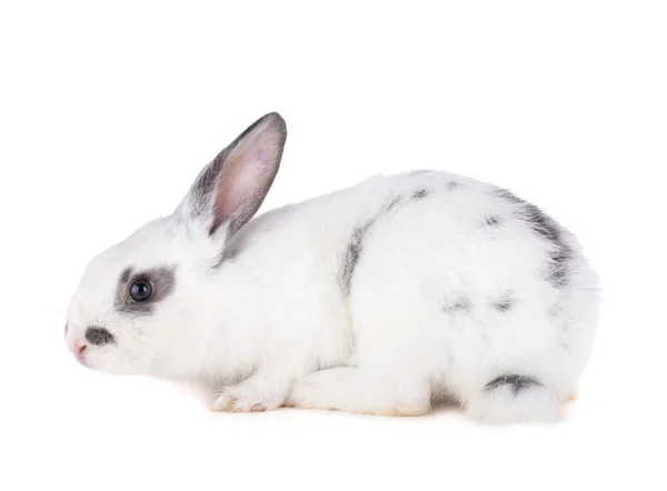 Small rabbit Stock Image