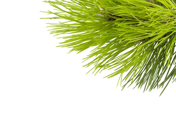 Fir tree branch — Stock Photo, Image