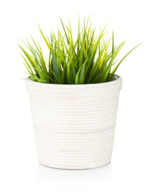 Saksının içinde dekoratif çimenler