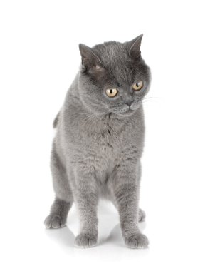 Gri kedi oynuyor