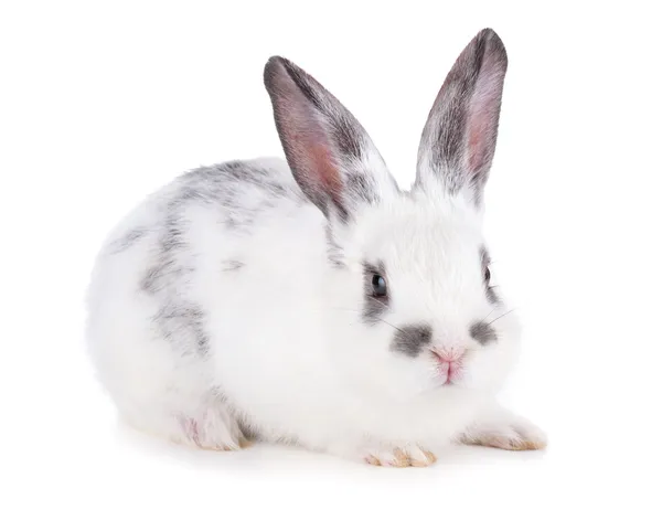 Small rabbit — Stock Photo, Image