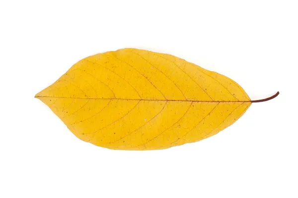 Herbstgelbes Blatt — Stockfoto