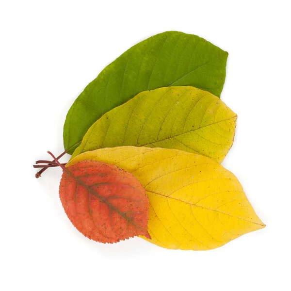 Autumn color leaves — Stock Photo, Image