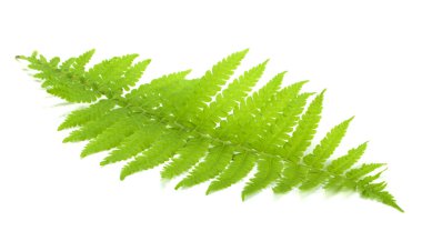 Yeşil eğrelti otu yaprağı