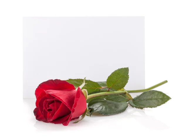 Rosa blomma och tomma kort — Stockfoto