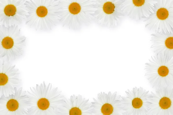 Chamomile flower frame — Stock Photo, Image