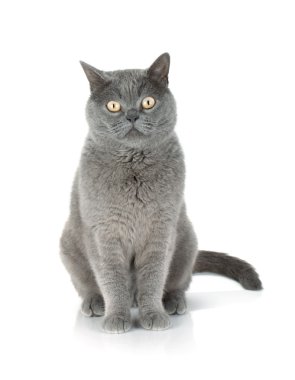 oturan Gri kedi