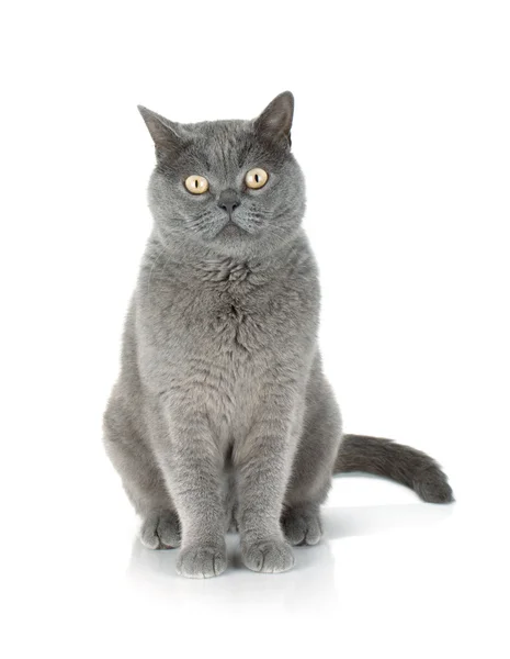 Sitting grey cat — Stock Photo, Image