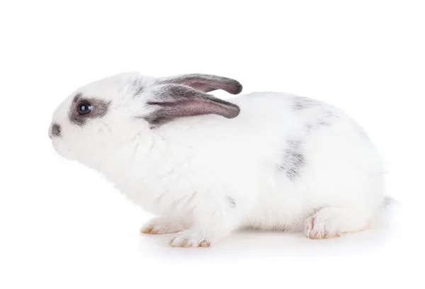 Small rabbit Royalty Free Stock Photos