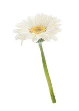 Beyaz gerbera çiçek