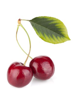 iki olgun kiraz yaprağı