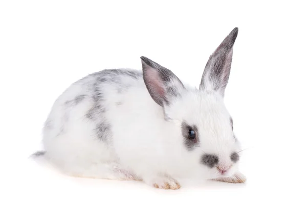 Small rabbit — Stock Photo, Image