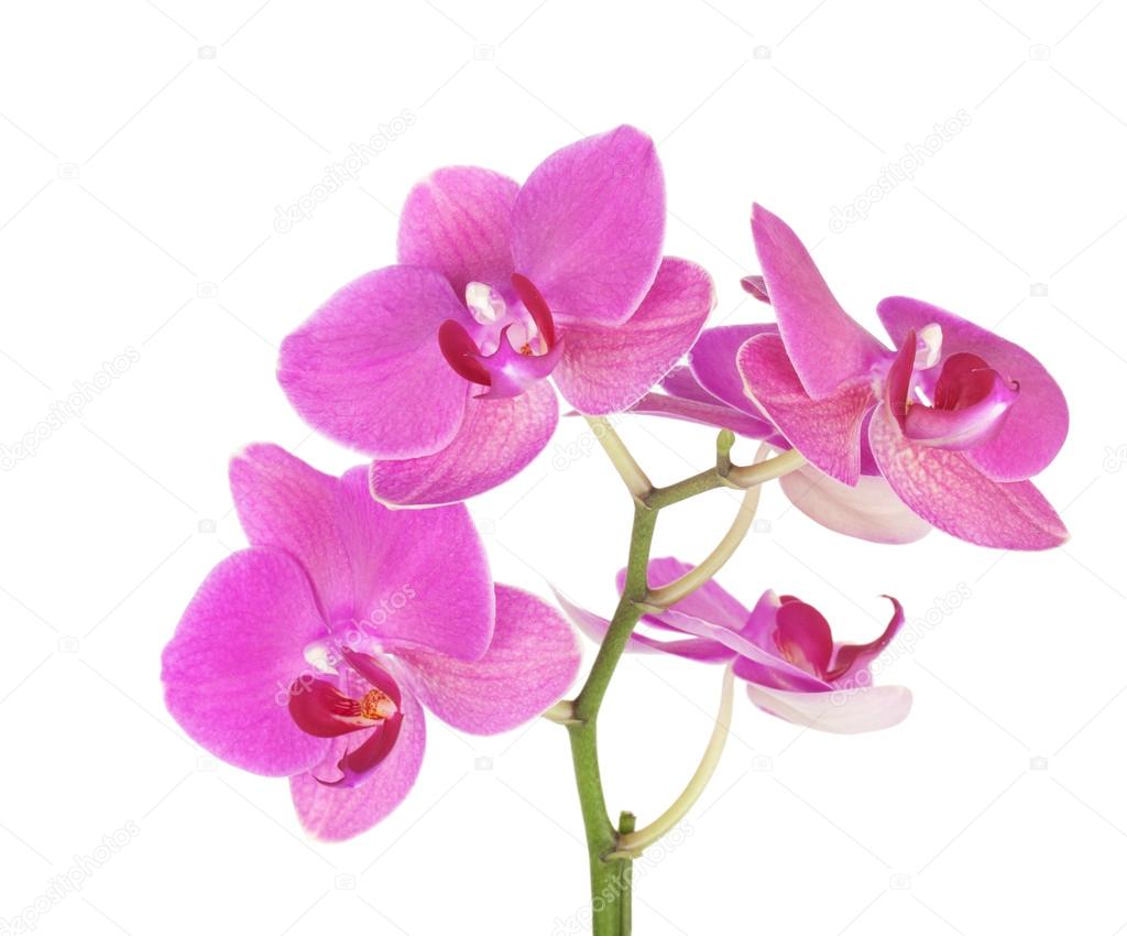 Pink orchid flowers Stock Photo by ©karandaev 19798461