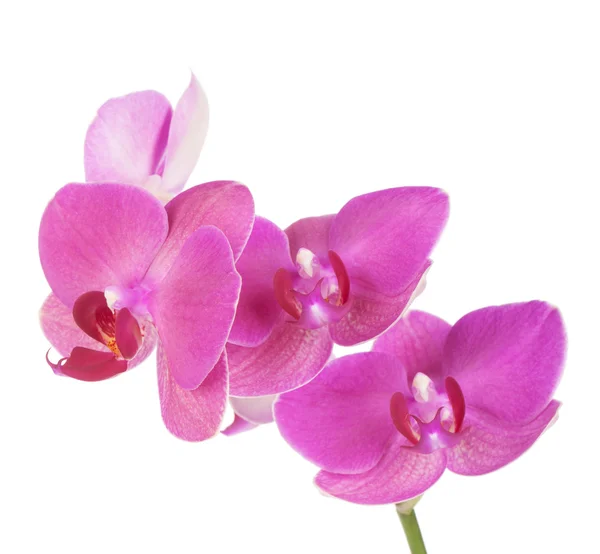 Fiori di orchidea rosa — Foto Stock